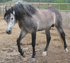 Capas tordas - Grey